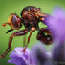 Sicus ferrugineus