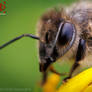 Apis mellifera carnica