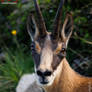 Animals of strada delle 52. Galerie