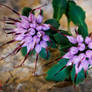 Physoplexis comosa - the tufted horned rampion