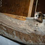 Glis Glis