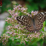Silver-washed Fritillary aka Valesina