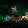 Tiger Cubs at Ljubljana Zoo