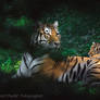 Tiger Cubs at Ljubljana Zoo