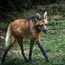 Chrysocyon Brachyurus - Maned Wolf