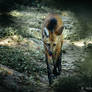 Chrysocyon Brachyurus - Maned Wolf