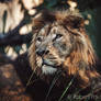 Indian Lion - Zoo Ljubljana Portraits