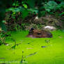 Pond life at Zoo Ljubljana