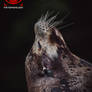 Seal Momentum