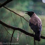 Just another grey crow photo