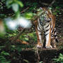 Tigers legacy of the future