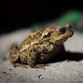 Ooooolga - Bufo Bufo