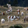 The Romance of Alpine Pasture Life