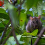Rattus rattus