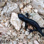 Salamandra atra