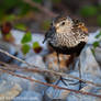 Calidris Alpina
