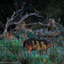 Wildlife of Osor Island