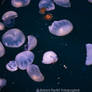 Jelly