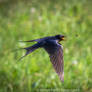 Just a wildlife moment