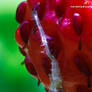 Wash beafore...