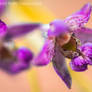 Violet Limodore (Limodorum abortivum)