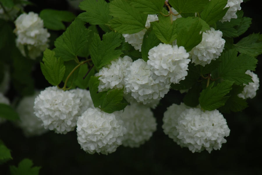 White Flowers