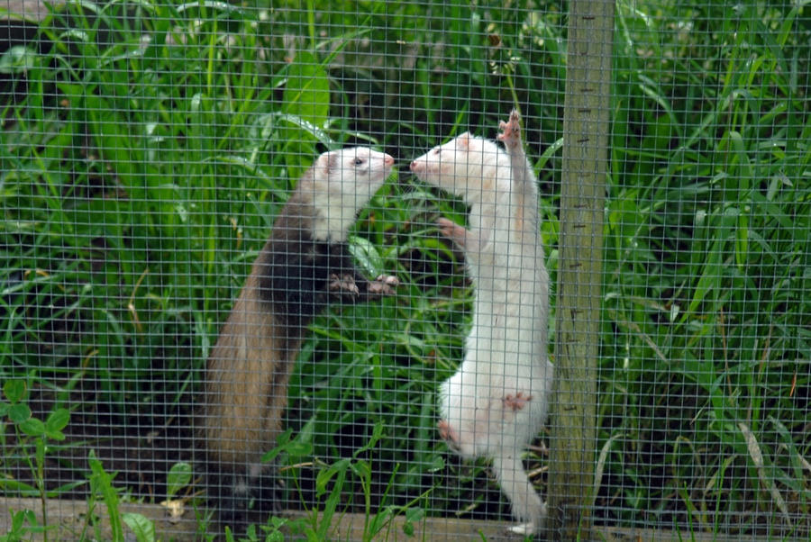 Ferrets Do Titanic