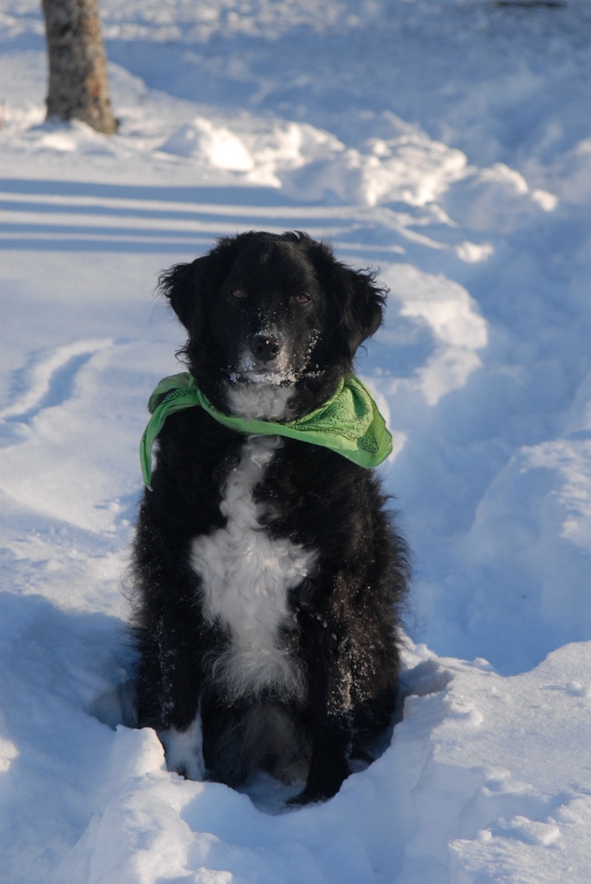 Snowdog