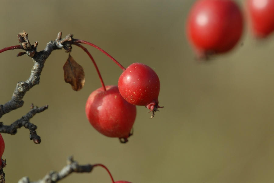 Crabby Appleton Apples