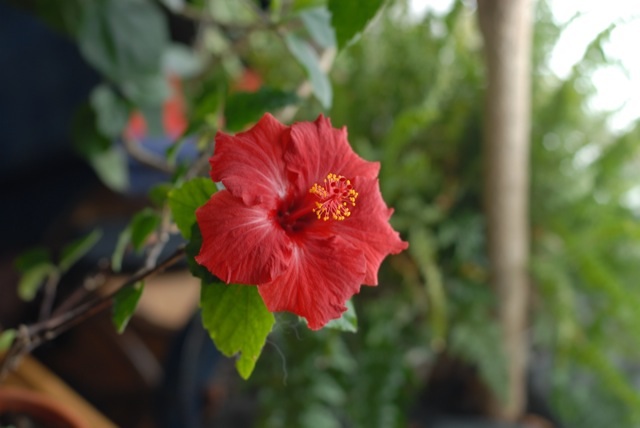 Hibiscus