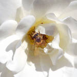 Bee by driesman