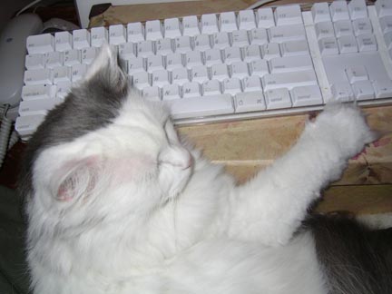 'keyboard kitty'