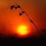 Oats of Life by CainPascoe