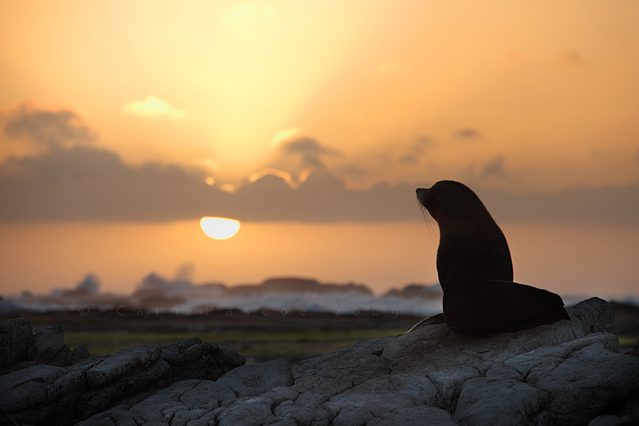 Seal By Sunrise