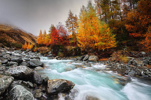 Autumn Stream