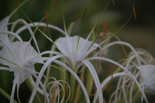 The Beauty of the Flower