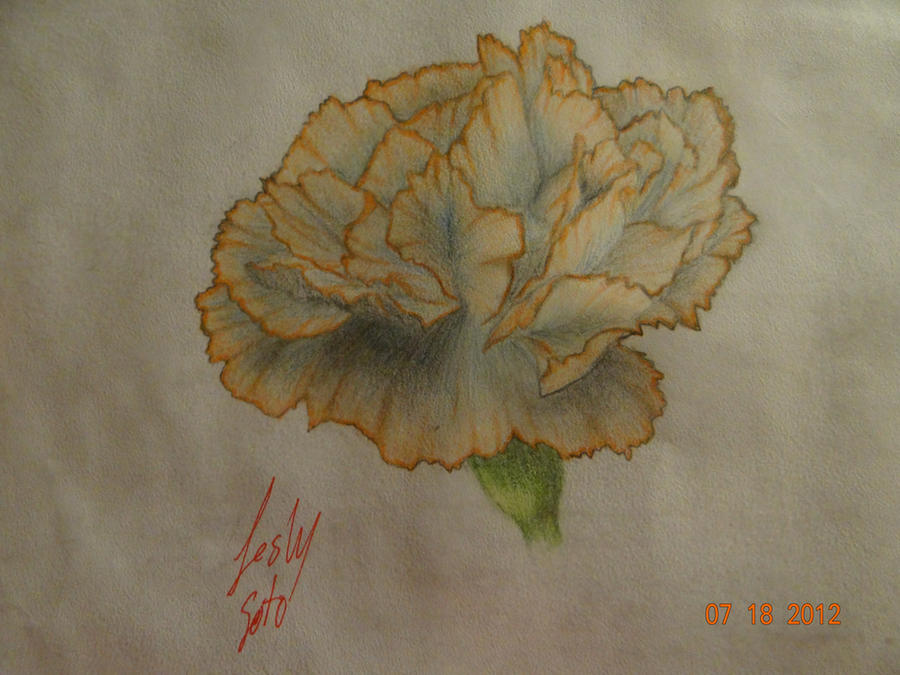 Colorum Drawing a flower by bordumdrawings on DeviantArt