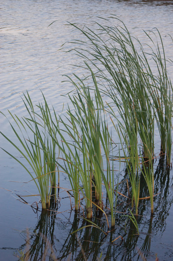 Wind Ripples