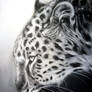 Amur Leopard