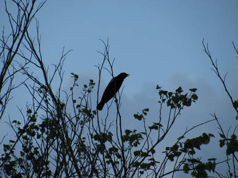 Singing to the sky