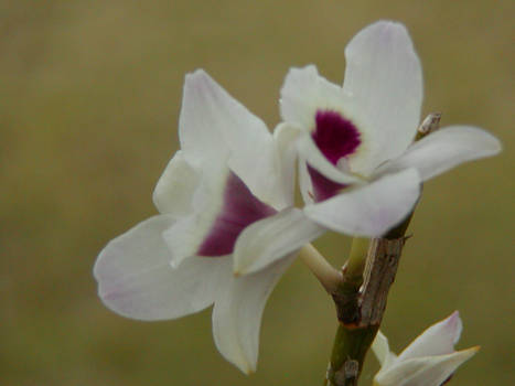 Orchid