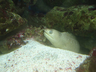 Moray eel