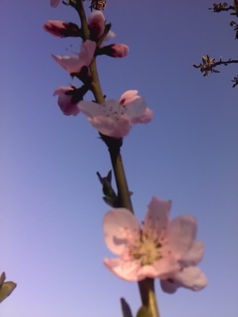 Pears Flowers