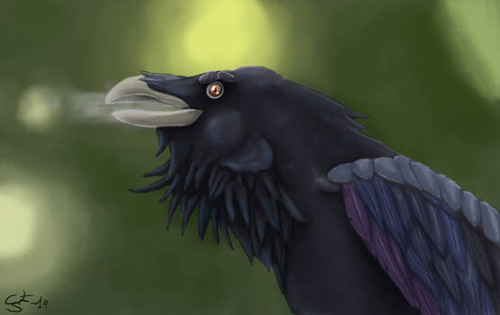 Raven's autumn breathe (Study 21/12/14)