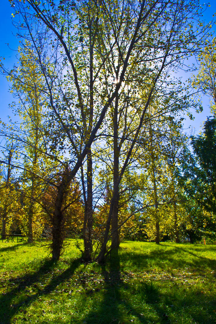 Bright Tree Sample Bright tree by Greenshark97 on DeviantArt