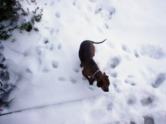 Dog's First Snow