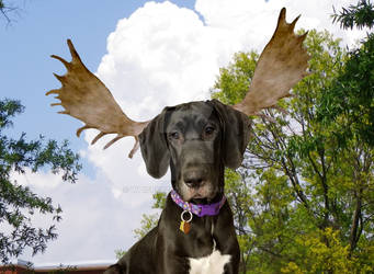 Harley's Antlers Came In!