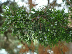 Pine Berries