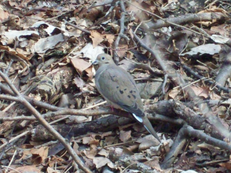 Mourning Dove