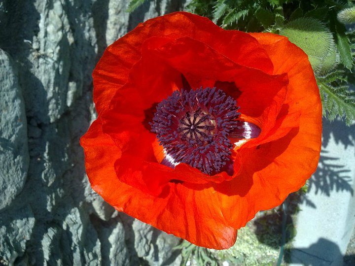 Papaver somniferum